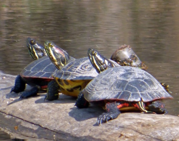 Easy Earth Day Wildlife Walk