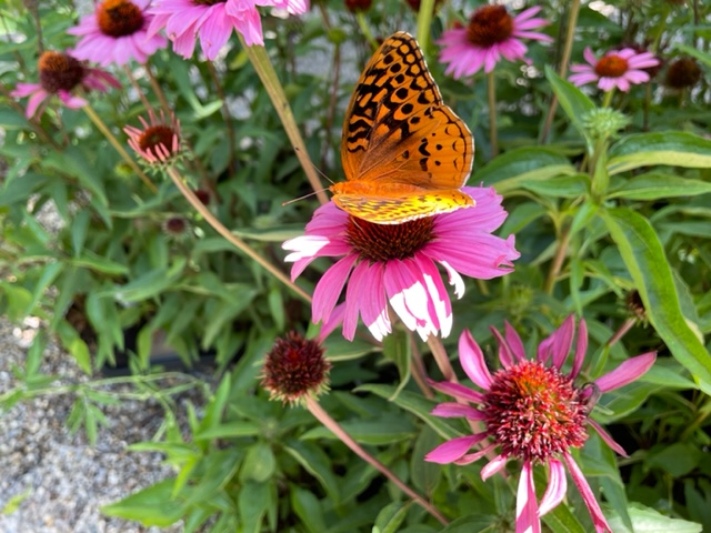 BioBlitz in the Pollinator Meadow – In-Person Workshop