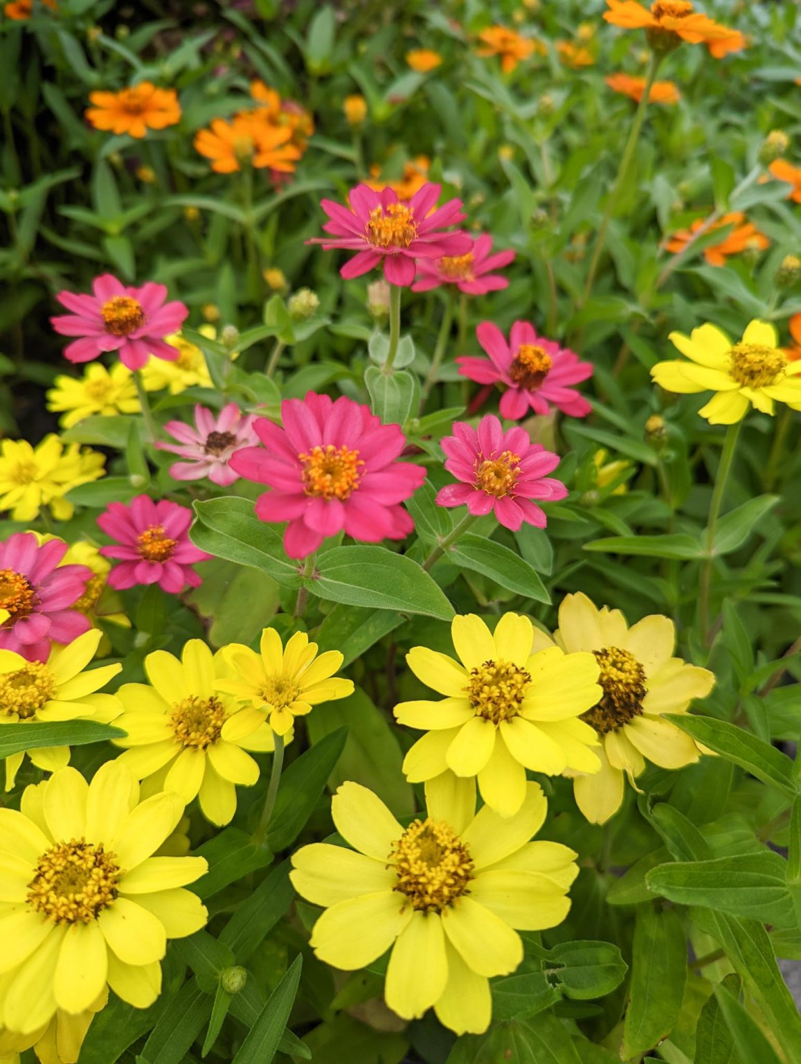 Zinnias come in all colors, sizes Kentucky Living