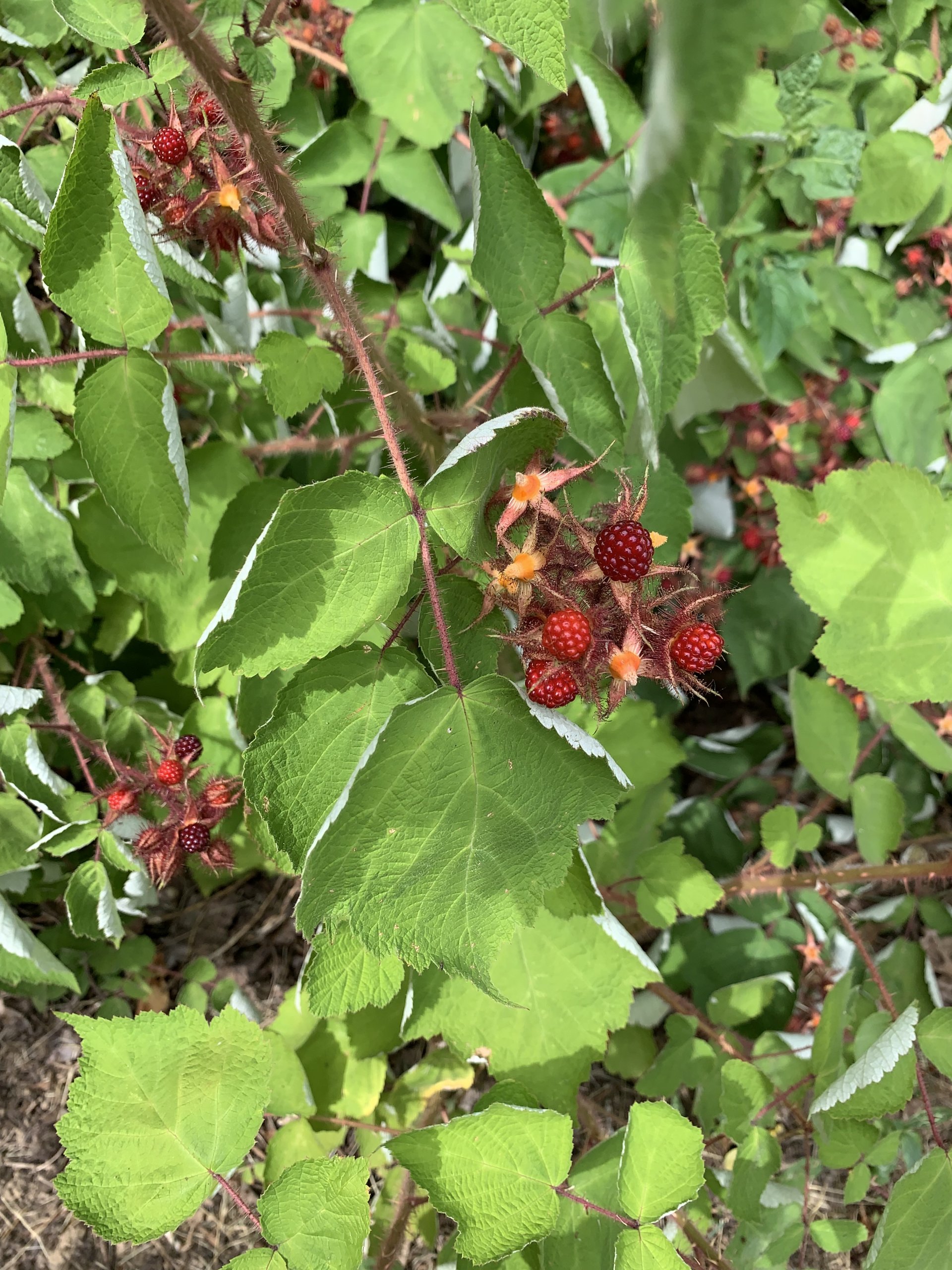 Blackberries Kentucky Living