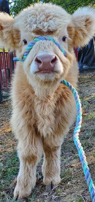 Fall Fest @ Blanchard’s Gracious Acres