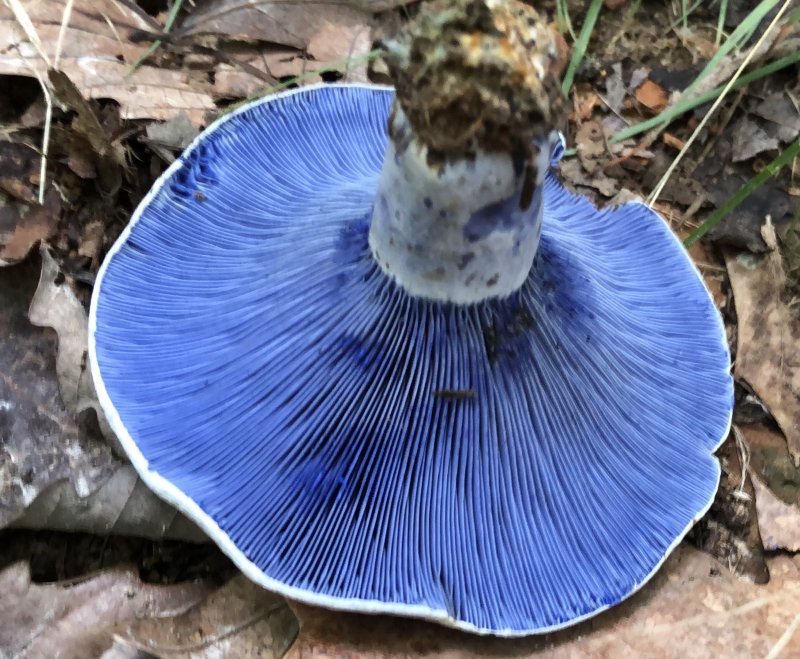 Mushroom Hike at Yew Dell – In-Person Workshop