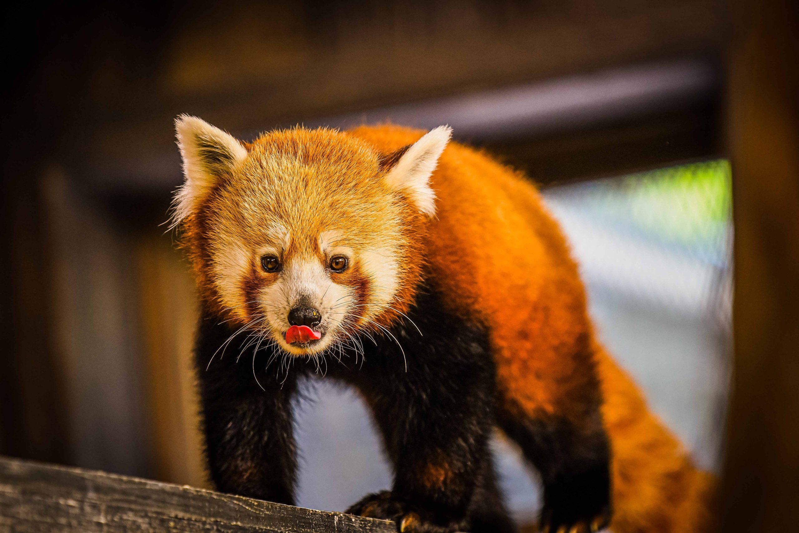Louisville Zoo gets a dose of “Sunny D” Kentucky Living