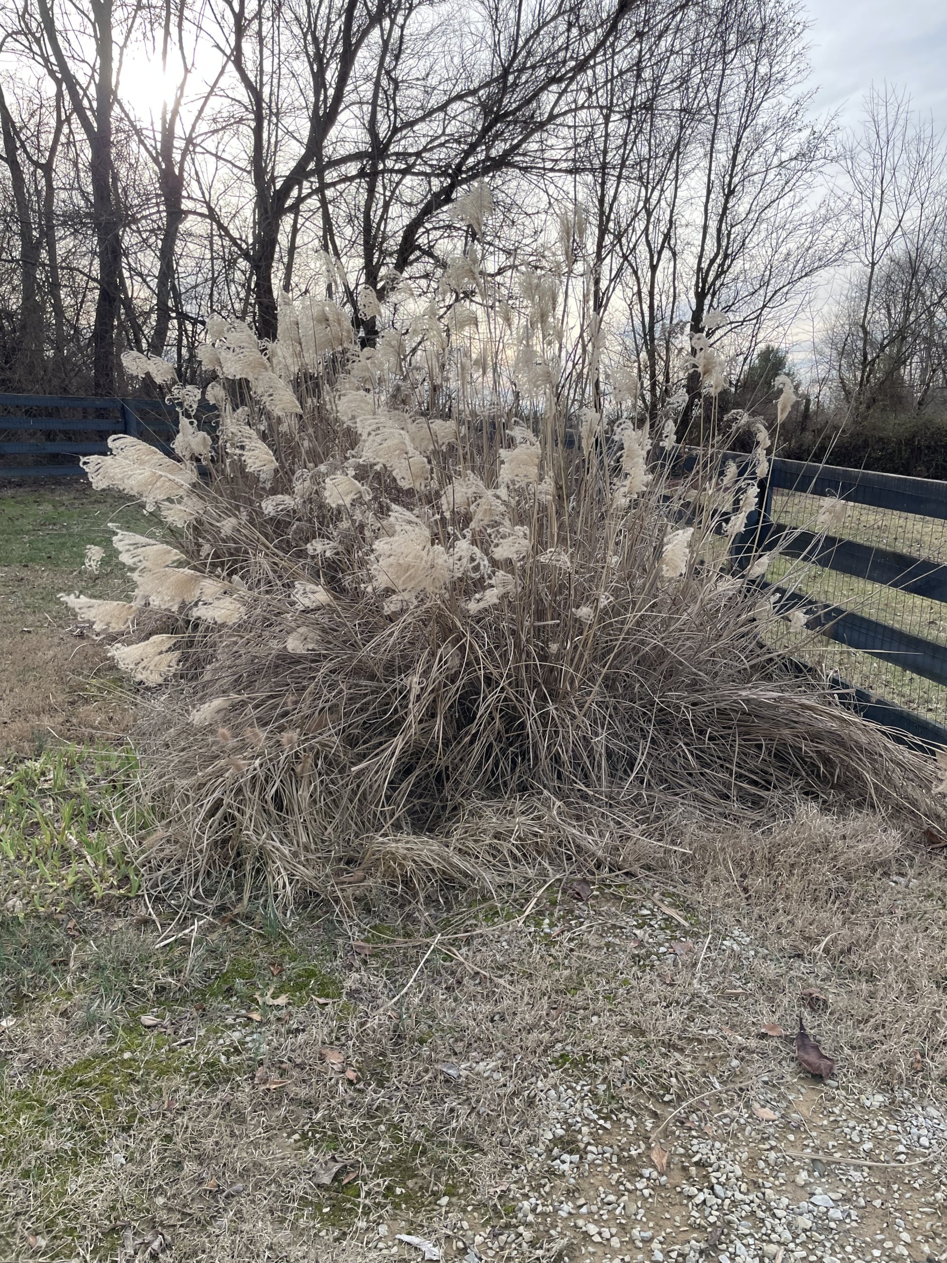 Moving ornamental grass Kentucky Living
