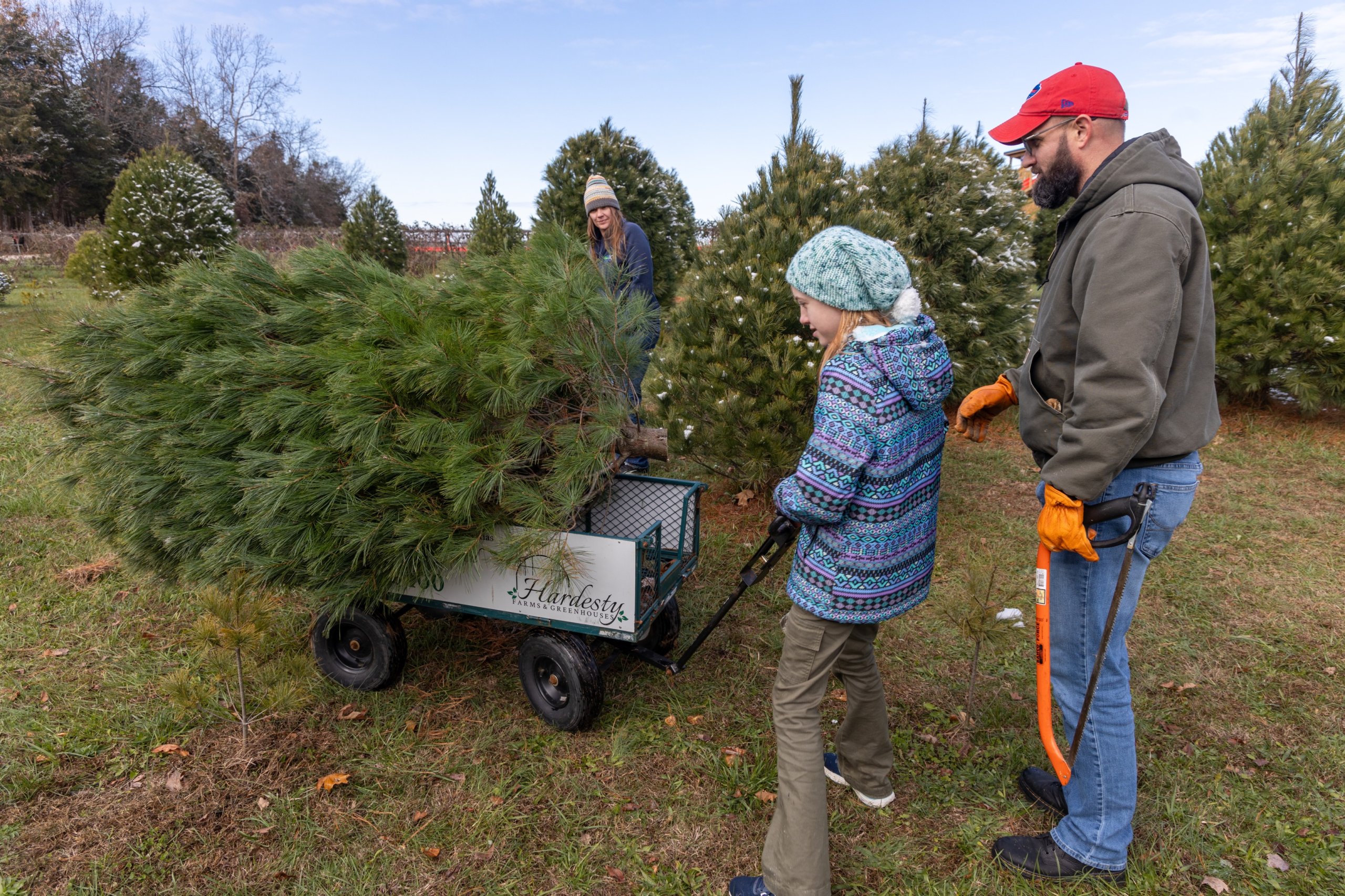 Cut your own Christmas tree - Kentucky Living